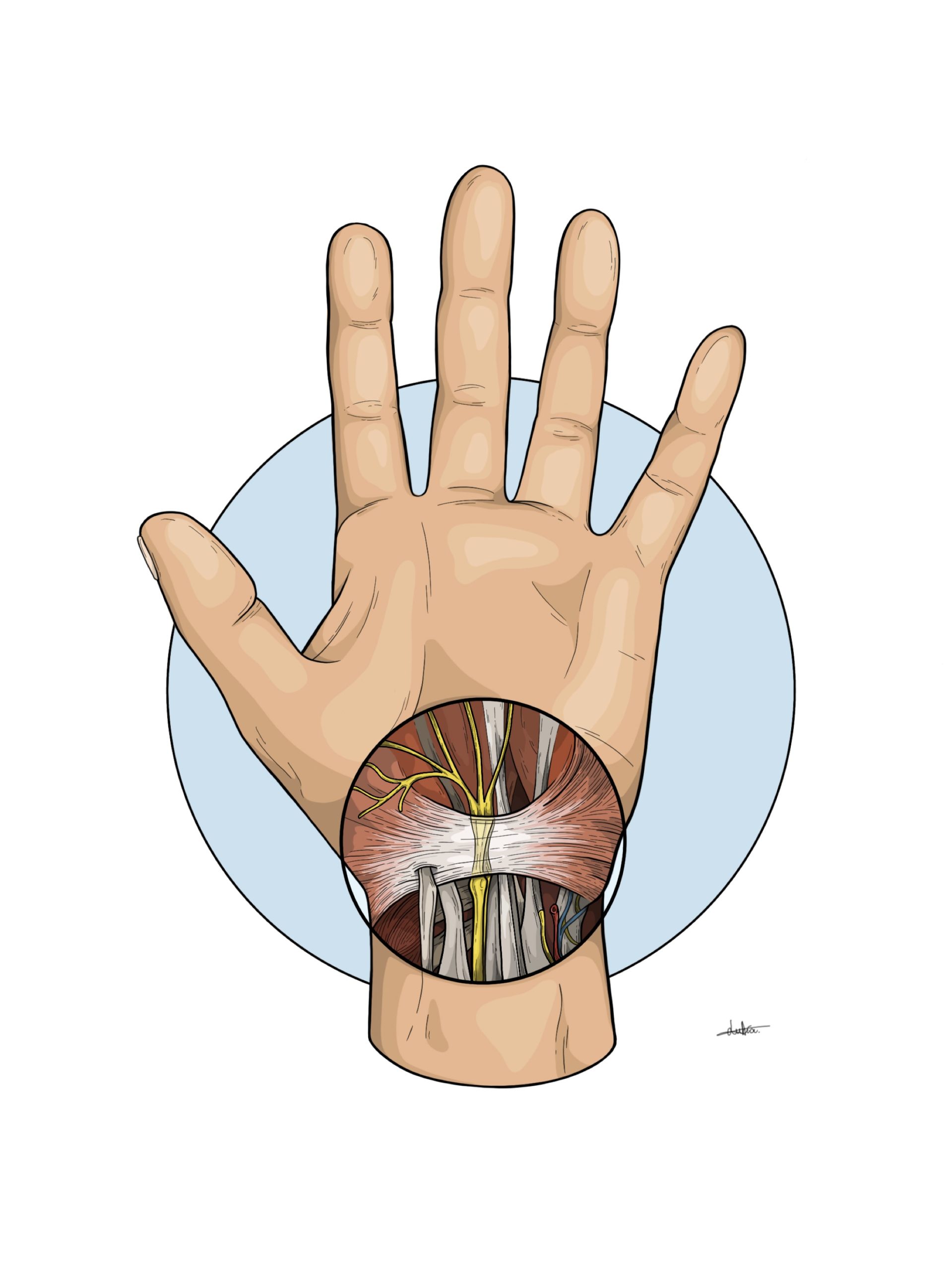 Ilustración de una mano abierta en al que se observan los músculos y nervios.