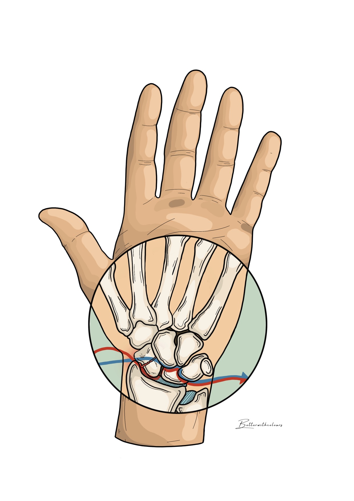 Ilustración de una mano